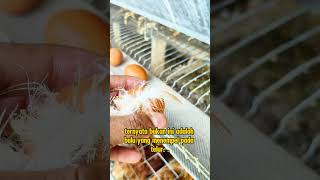 Genetik unggulan kualitas premium belajar ternakayam telur egg farm [upl. by Gottlieb]