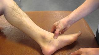 Navicular Tuberosity Ankle Palpation [upl. by Draw541]