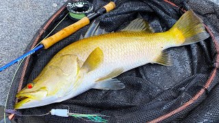 Flyfishing Tropical Saltwater Tips for Beginners amp Barra on Surface [upl. by Hizar]