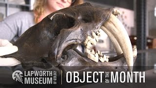 Smilodon skull  Object of the Month  Lapworth Museum of Geology [upl. by Glimp]