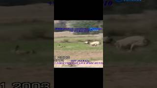 Hunting with Super Speed Greyhound Tazi Dogs  Galgos vs Liebres greyhound [upl. by Nelrsa]