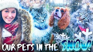 VLOG ❄️TAKING THE PETS OUT IN THE SNOW❄️  Merch ideas [upl. by Yenahc45]