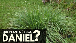 Que PLANTA é essa DANIEL CAPIMCIDREIRA [upl. by Michelsen]