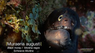 Muraena augusti  Underwater Canaries [upl. by Erline]