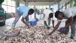 Transforming cassava peels into animal feed [upl. by Meeharb]