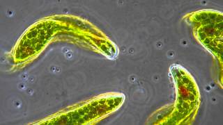 Euglena  Flagellum movement in phase contrast [upl. by Ahon]