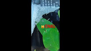 Giant betta bubble nest🐠😱bettafishtank betta [upl. by Pickering613]