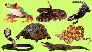 Learn names and Sound Amphibians and reptiles in English for Children [upl. by Aridaj]