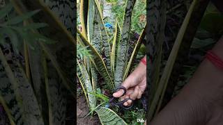 Propagate snake plant from cutting snake plant indoorplant without water viral [upl. by Ojoj]