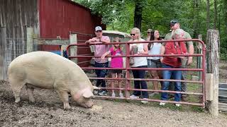 Tour Group Meets Georgie the Giant Pig [upl. by Annahaj]