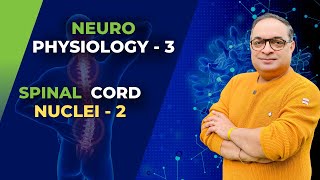 MBBS First Year  Neuro Physiology  Spinal Cord Nuclei  2  Dr Sachin Kapur  AIIMS [upl. by Adnelg646]