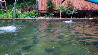 Tilapia Farming for Beginners  Mga Pamaraan sa Pagaalaga ng Tilapia [upl. by Rehpotsrik]