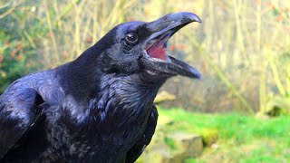 Crow Bird Crowing Sound  Crows Sounds And Calls Videos [upl. by Sama156]