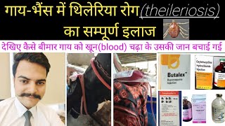 गाय  भैंस में थिलेरिया रोग का पूरा इलाज़treatment of theileriosis in cattle [upl. by Gnap]