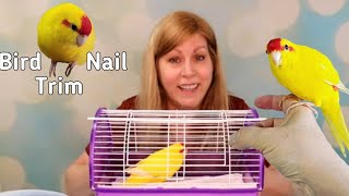 How to hold and clip a Kakarikis nails [upl. by Rachel]