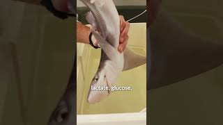 Spiny Dogfish Release  Marine Research at UNE [upl. by Aicert]