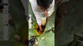 Sacando AGUAMIEL para elaborar PULQUE pulque [upl. by Tunnell]