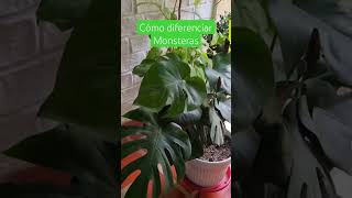 Cómo diferenciar monsteras artemodayplantaslilianamuñoz cali sigueme [upl. by Milurd179]