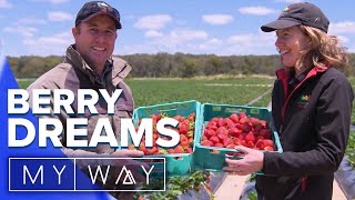 Pick your own strawberries in Queenslands Southern Downs  My Way Australia [upl. by Hamas]