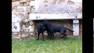 Labrador Retriever Fanworts Bill Robin und Roume vom Kastell Stegraifepach Muffin [upl. by Pond268]