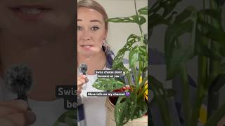 Monstera plant care monstera plantcare indoorplants [upl. by Asyar]