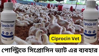 পোল্ট্রিতে সিপ্রোসিন ভ্যাট এর ব্যবহার Ciprocin vet in poultry [upl. by Asseral645]