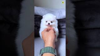 Cute Funny Pomeranian Dog viral Shorts Video  Pomeranian puppies shorts video viral shorts pets [upl. by Dublin]