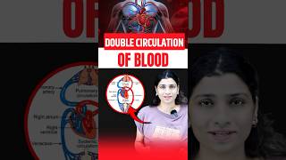 Double Circulation Of Blood neetbiology neet2025 riturattewal doublecirculation [upl. by Barrington562]