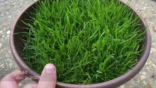 Seed germinating Rhizomatous Tall Fescue into a mature grass [upl. by Lybis]