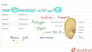 Aleurone layer of maize seed stores  and is  in ploidy [upl. by Snyder]