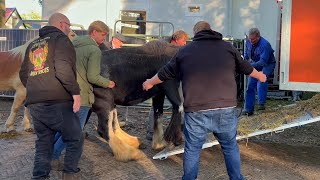 Pferdetransporter warten Zuidlaardermarkt NL wohin geht die Reise 17 102023 [upl. by Leland]