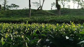 Ispahani tea Garden Srimangal [upl. by Gowrie531]