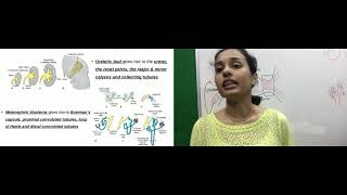 Development of Urinary system by Dr Vijaya [upl. by Cesaria462]