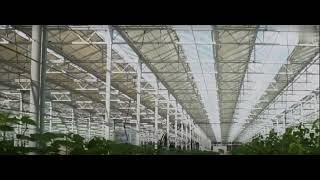 Venlo Type Dutch Intelligent Glass Greenhouse agriculture greenhouse [upl. by Guglielmo]