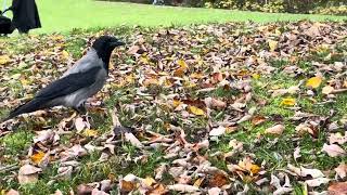 crows Are Talking and yelling on Slettebakken Church october birdlife birdslover crowsounds [upl. by Groark518]