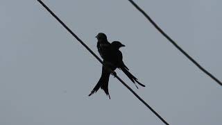 Black drongos [upl. by Evad]