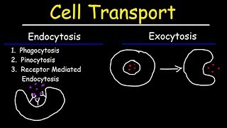 Cell Transport  Endocytosis Exocytosis Phagocytosis and Pinocytosis [upl. by Gino17]