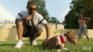 A Familys Road to Recovery New Home for One Pup  Pit Bulls and Parolees [upl. by Dickie624]