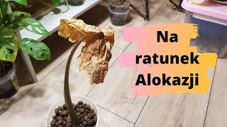 Na ratunek Alokazji [upl. by Nnad]