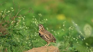 Monsoon singer Rain Quail Singing amp Preening  Relaxing Nature Video [upl. by Peppi]