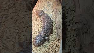 male shingleback skink [upl. by Eda47]