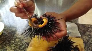 How to prepare sea urchin [upl. by Nohsid333]