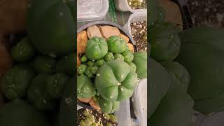 Lophophora Williamsii Peyote quotCaespitosaquotcactus plants gardening spiderfarmerled [upl. by Tedra]