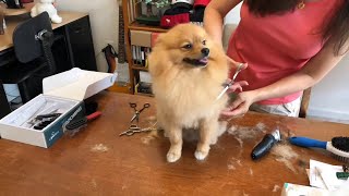 grooming dog at home  how to groom your pomeranian dog [upl. by Rialb45]