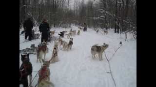 Dog Sledding in Northern Wisconsin at Wolfsong Adventures [upl. by Inol71]