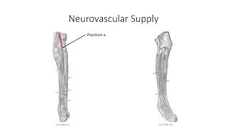 Anatomy Lecture Series – Class 19 – The Anterolateral Compartments of the Leg [upl. by Festus]