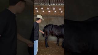 TOUR EN EL RANCHO🤠 enseñando los frisones 🐴 enelrancho caballos horses friesianhorse [upl. by Atikaj]