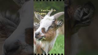 Why everyone should have a pygmy goat cuteanimals wildlife animalfacts pygmygoats [upl. by Hendon515]