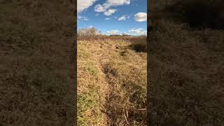 Winged bird was running hunting germanshorthairedpointer pheasants [upl. by Sang]