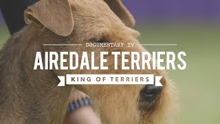 ALL ABOUT AIREDALE TERRIERS KING OF ALL TERRIERS [upl. by Zusman]